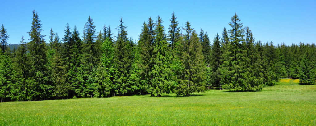 Warum der Sommer in der Höhe wirklich regeneriert: die Wissenschaft hinter dem Bergurlaub