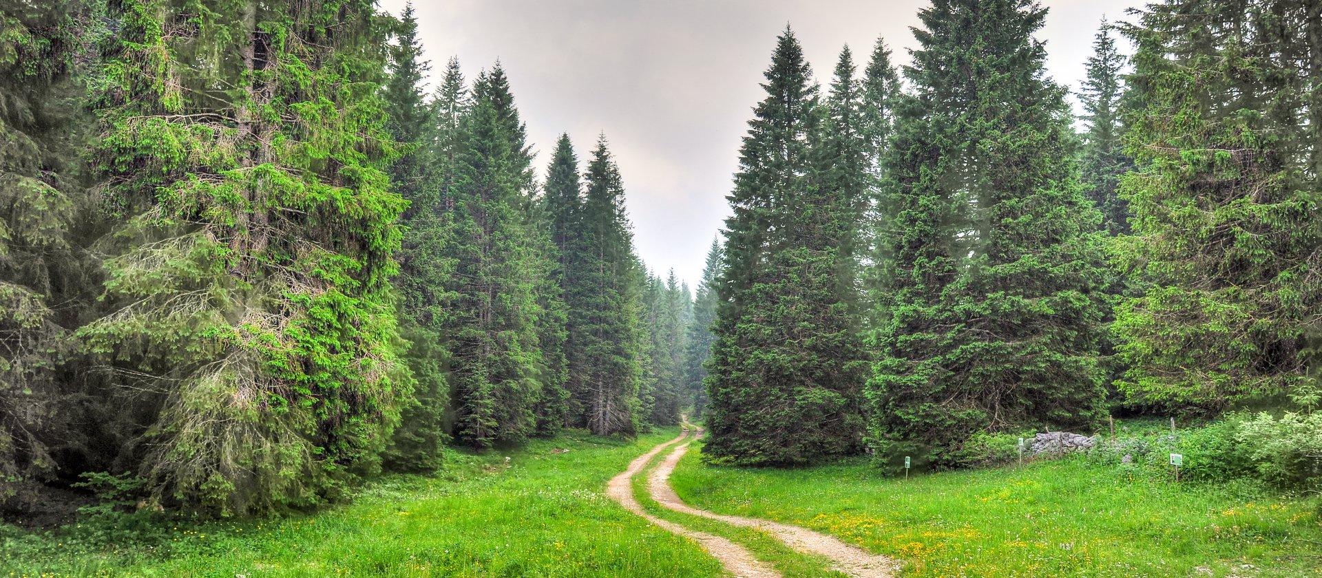 Waldspaziergang am Rio Costalunga bei Moena
